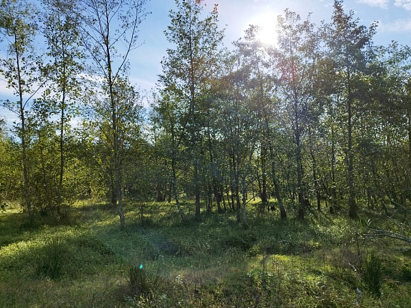 Telek Natanebiben, Guria államban