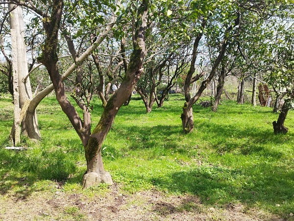 Plot in Batumi