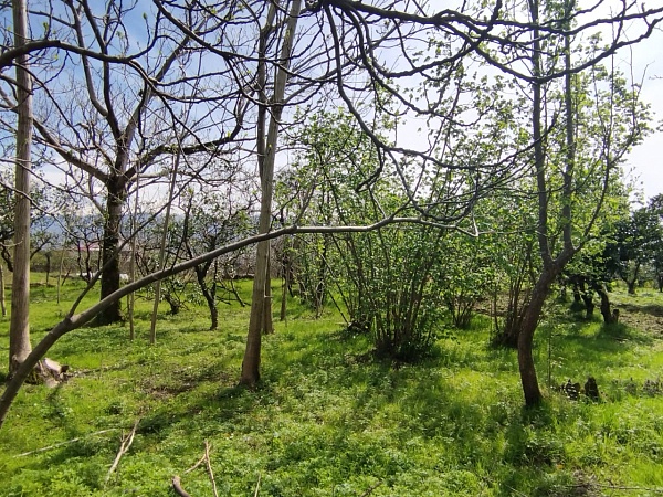 Plot in Batumi