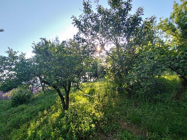 Plot in the suburbs of Batumi, in Buknari