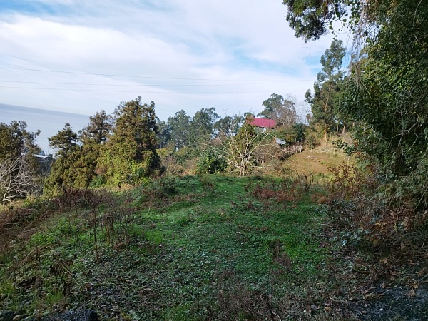 Non-agricultural land near Batumi.