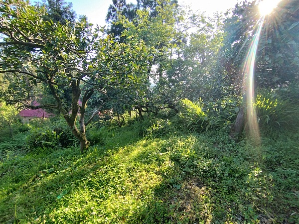 Plot in the suburbs of Batumi, in Buknari