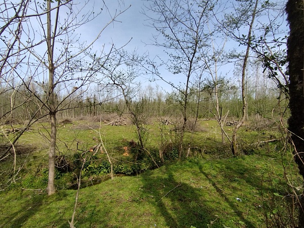 Land plot in Ozurgeti