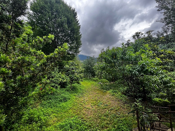 巴统郊区的大地块