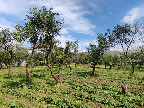 Plot in Batumi