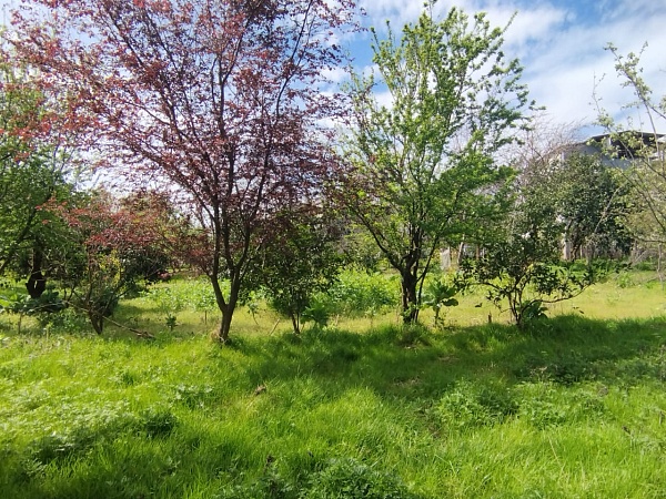 Plot in Batumi