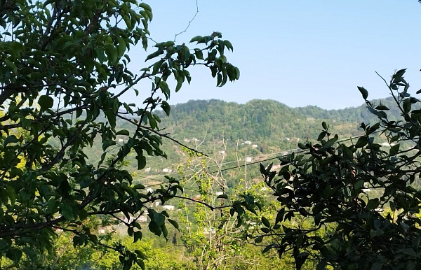 Plot in the suburbs of Batumi, in Buknari