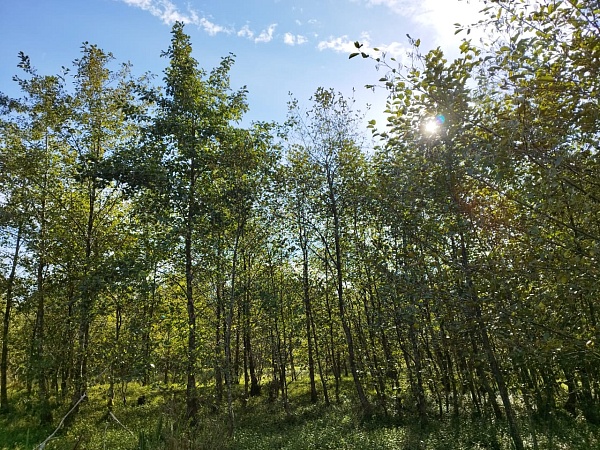 Telek Natanebiben, Guria államban