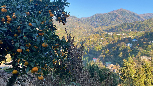 Участок в Дагве с видом на море