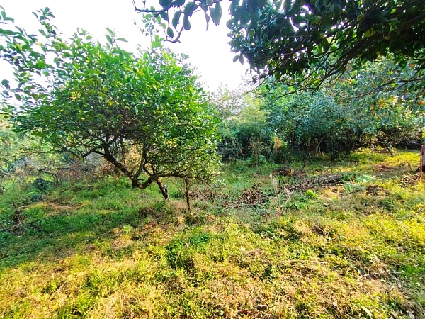 Land plot in Chakvi