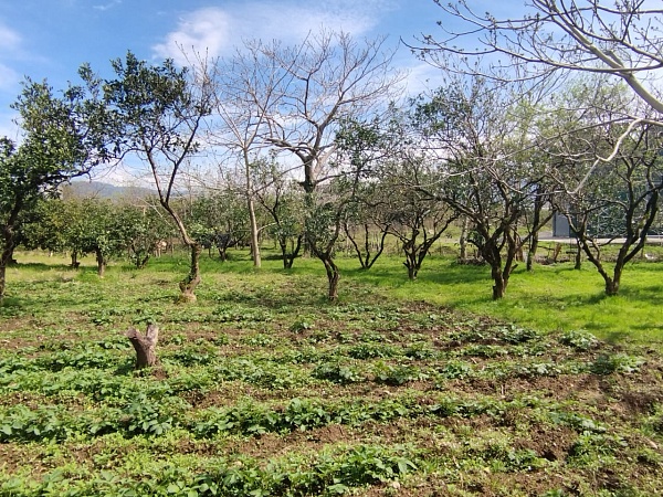 Plot in Batumi