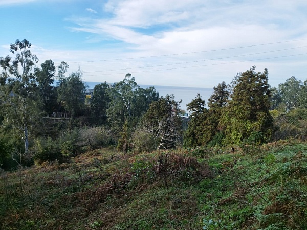 Non-agricultural land near Batumi.