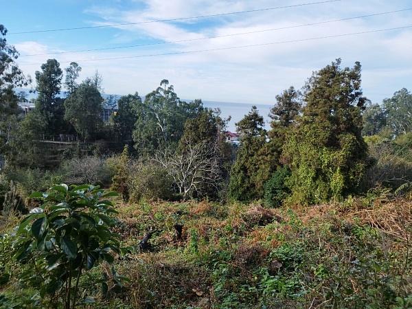 Non-agricultural land near Batumi.