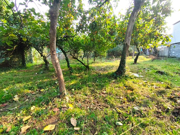 Land plot in Chakvi