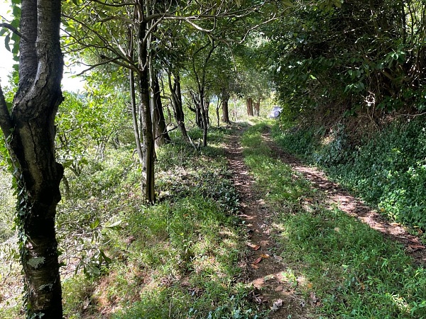 アチクヴァの非農地、バトゥミから 18 km