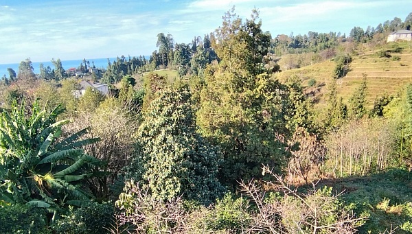 Nicht landwirtschaftliches Land in der Nähe von Batumi, in Buknari