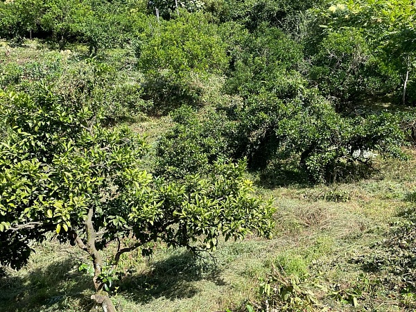 アチクヴァの非農地、バトゥミから 18 km