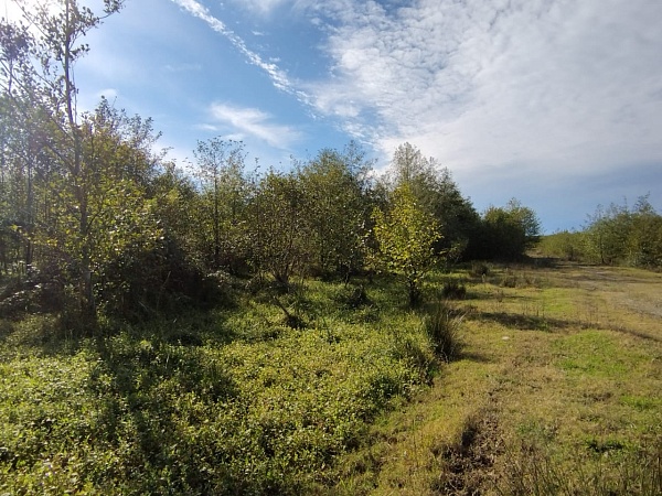 Telek Natanebiben, Guria államban