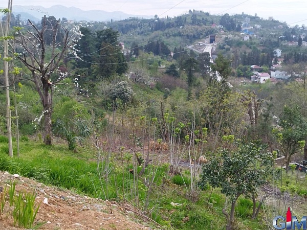 Large plot near Batumi