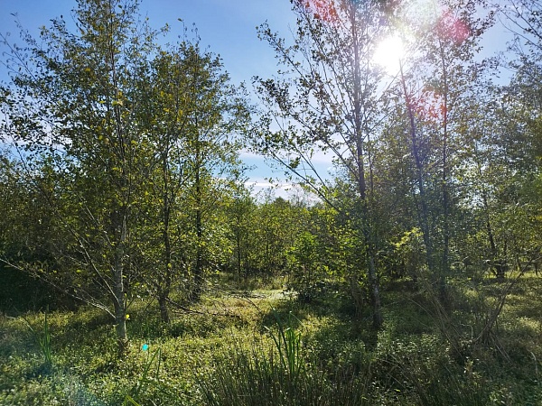 Telek Natanebiben, Guria államban